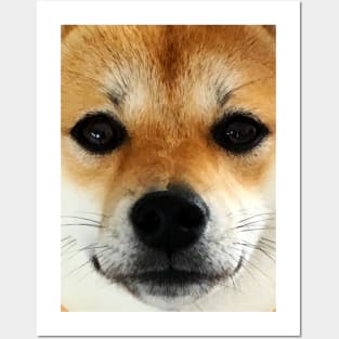 Lilly the Shiba Inu Cute Face Close Up Posters and Art